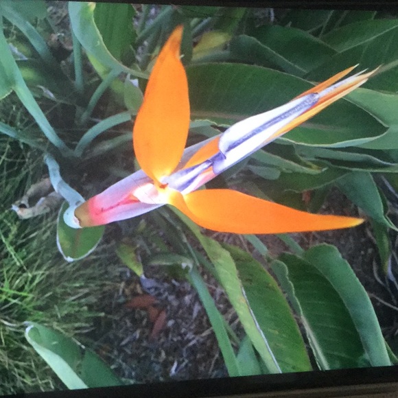 Meet your Posher, Pat - Picture 2 of 8